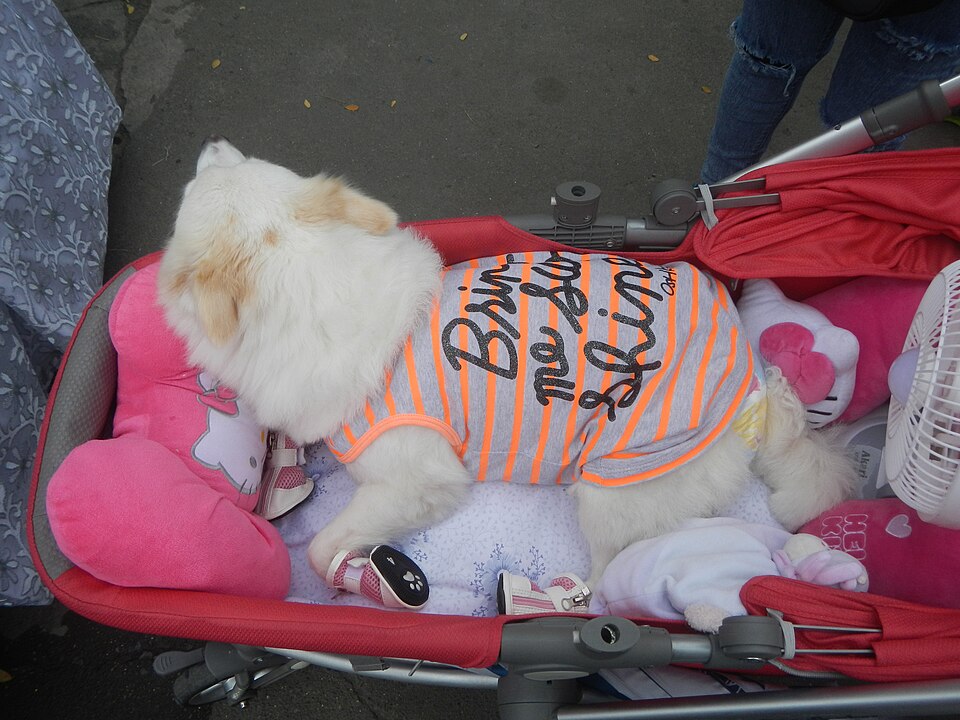Spitz japonais — photo de la race de chien originaire de Japon (4)