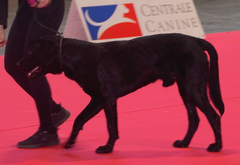 Chien de berger de Majorque — photo de la race de chien originaire de Majorque (6)