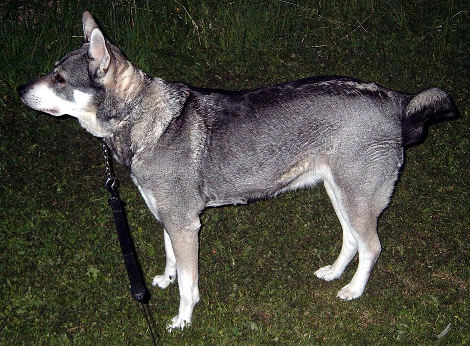 Chien d’élan suédois — photo de la race de chien originaire de Suède (6)