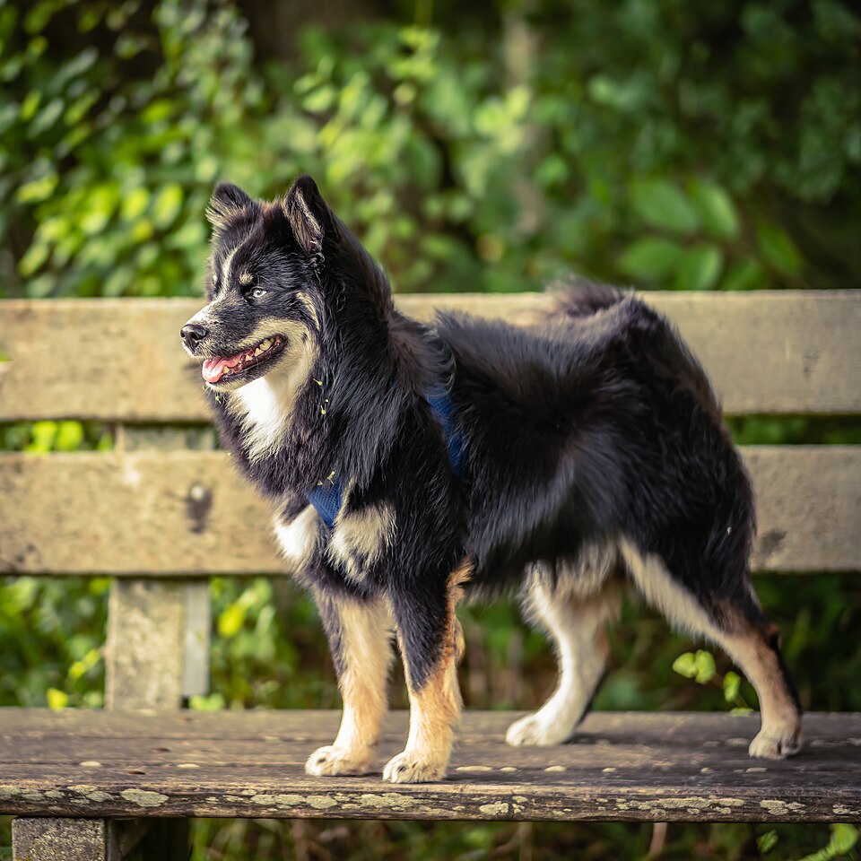Pomsky — photo de la race de chien (3)