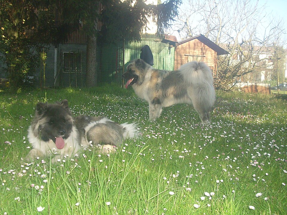 Akita américain — photo de la race de chien originaire de États-Unis (2)