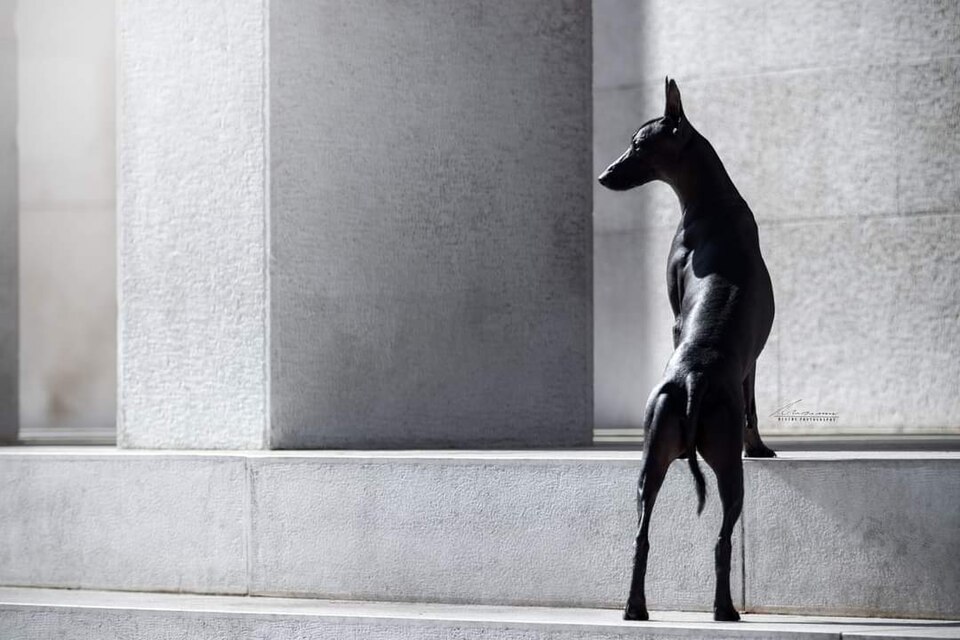 Chien nu mexicain — photo de la race de chien originaire de Mexique (2)