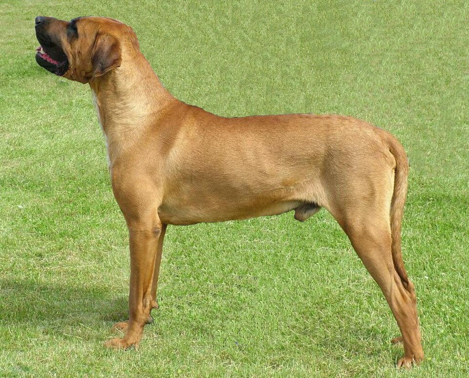 Tosa — photo de la race de chien originaire de Japon (5)