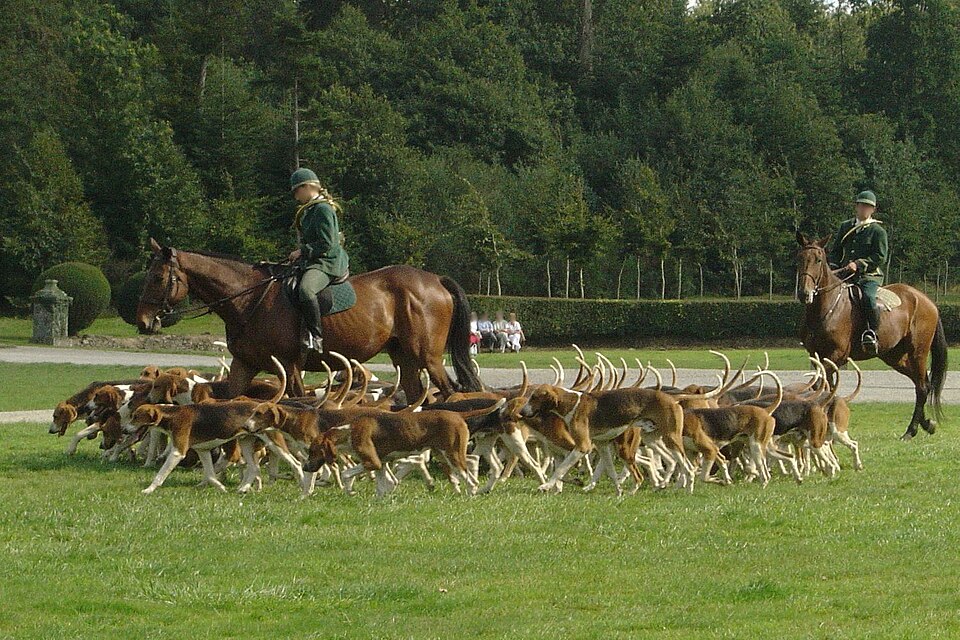 Foxhound anglais — photo de la race de chien originaire de Angleterre (3)