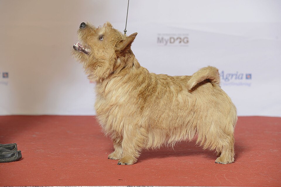 Norwich Terrier — photo de la race de chien originaire de Angleterre (6)