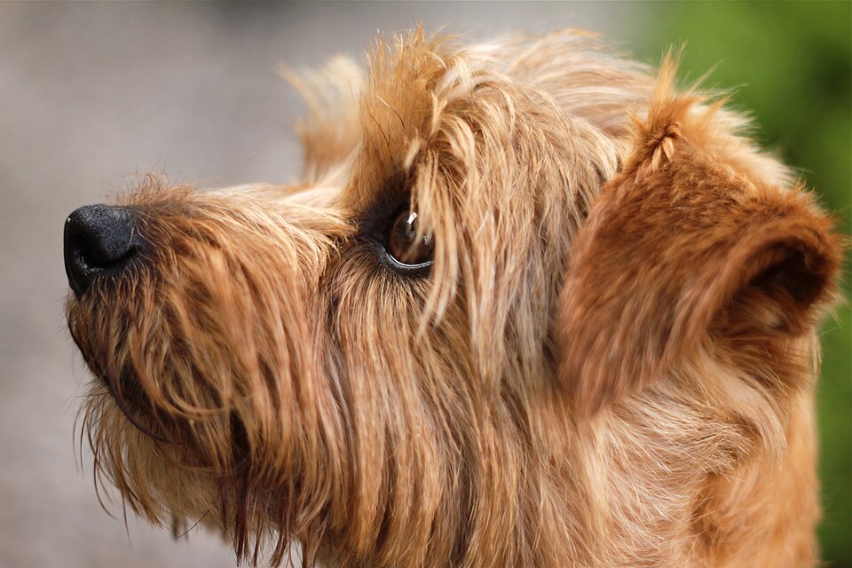 Norfolk Terrier — photo de la race de chien originaire de Royaume-Uni (1)