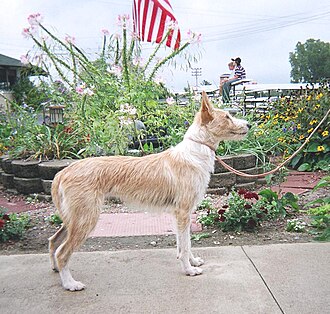 Podenco portugais