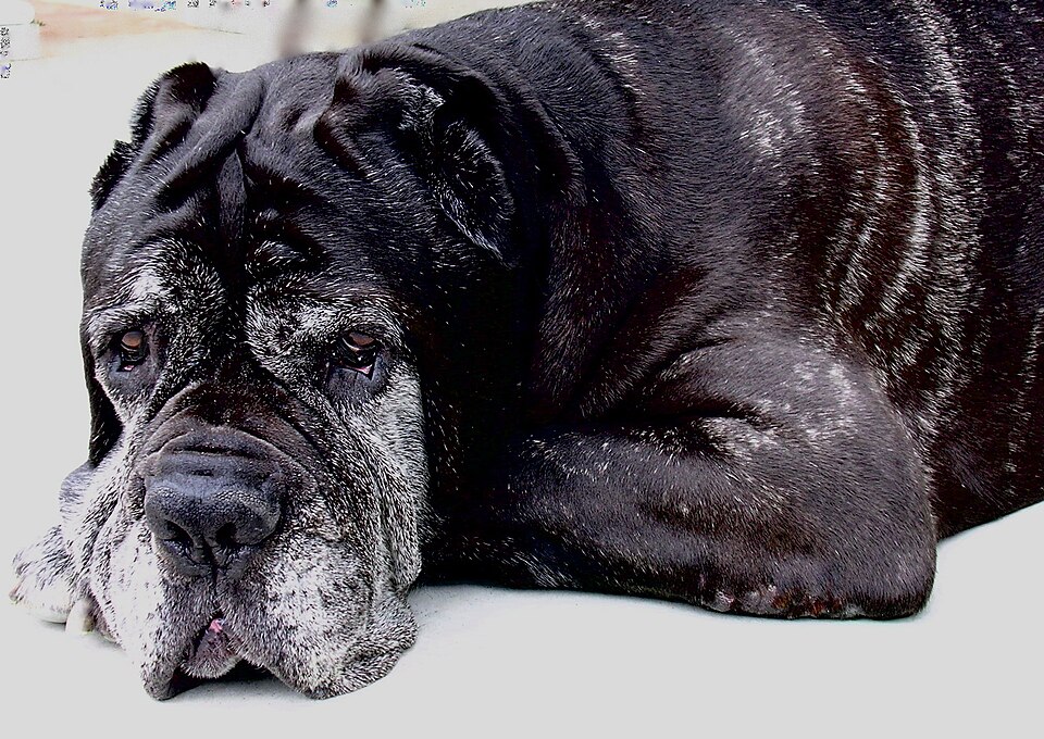 Mâtin de Naples — photo de la race de chien originaire de Rome antique (1)