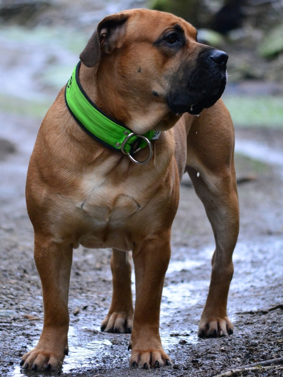 Dogue de Majorque — photo de la race de chien originaire de Majorque, Espagne (2)