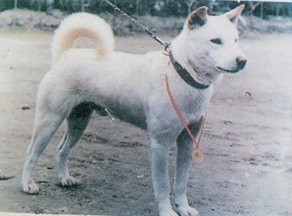 Jindo coréen