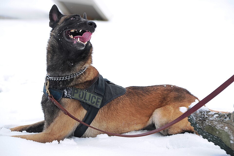 Berger belge Malinois — photo de la race de chien originaire de Belgique (3)