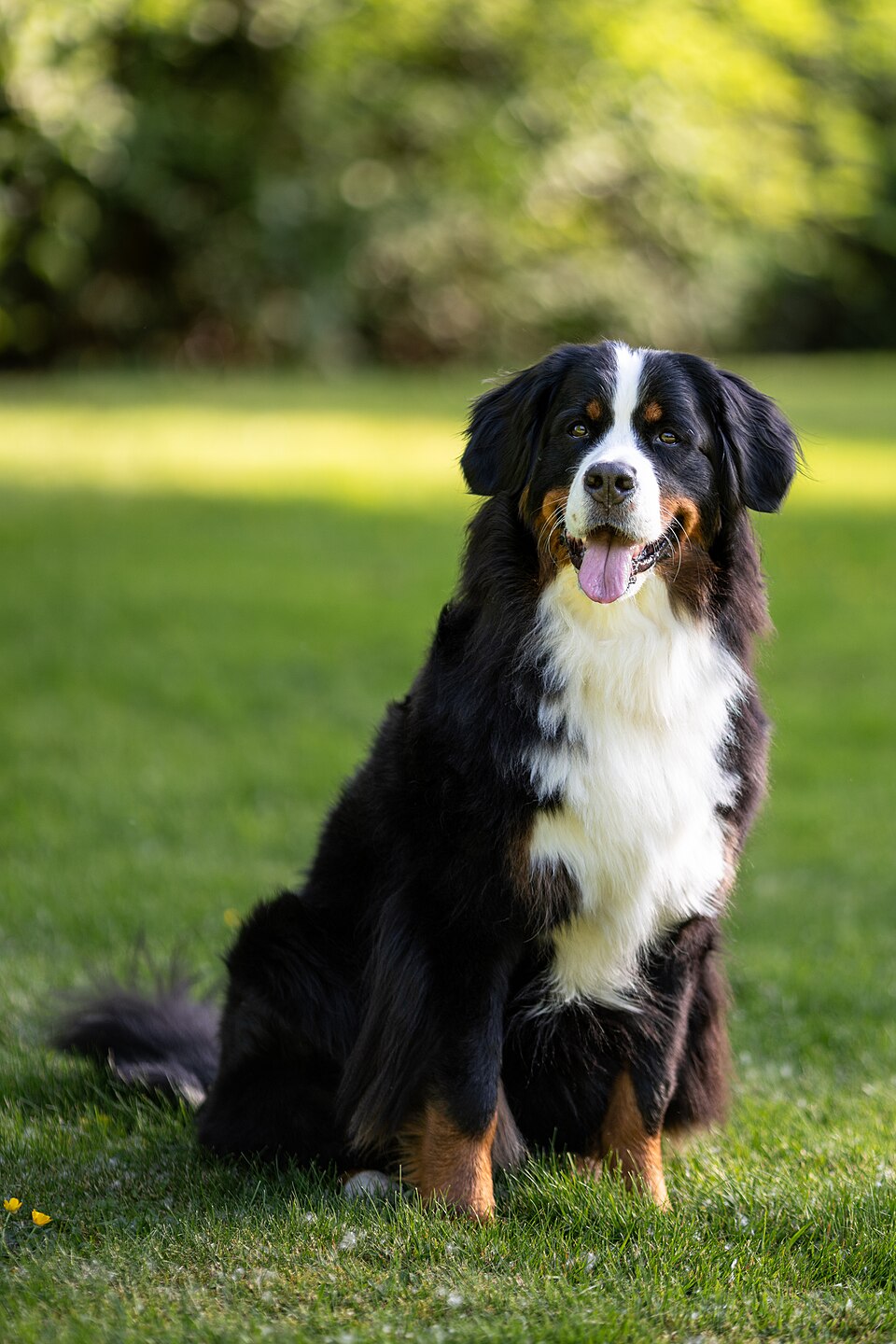 Bouvier bernois — photo de la race de chien originaire de Suisse (3)
