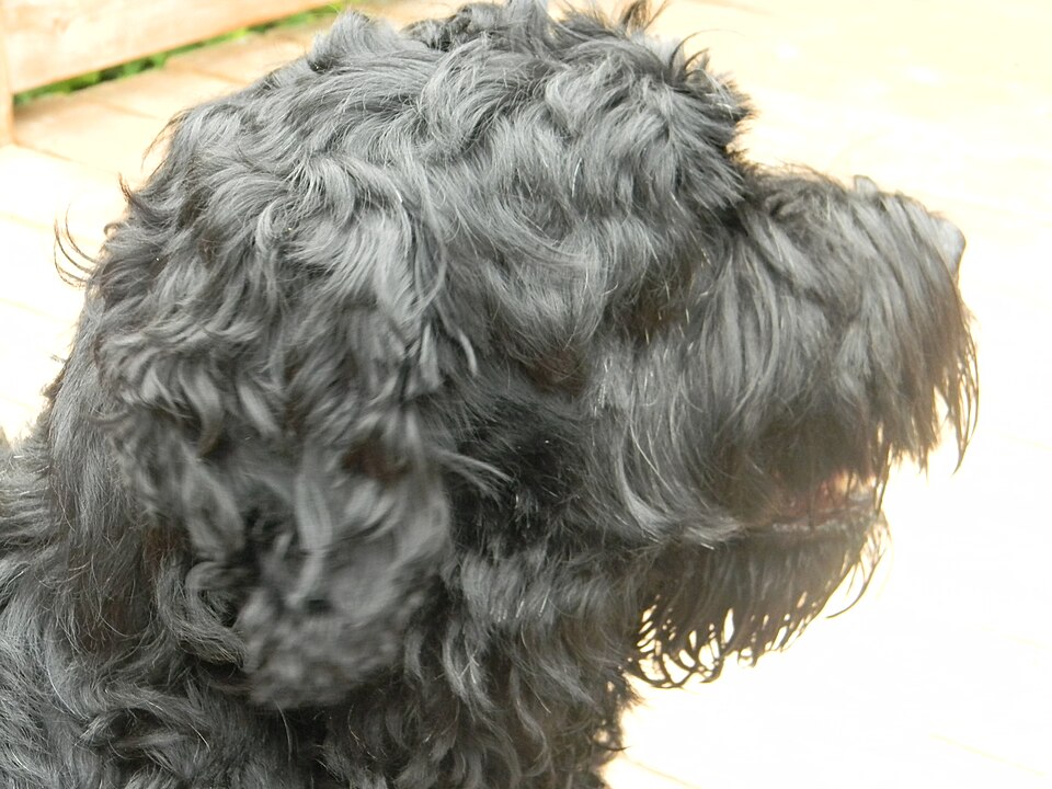 Terrier noir russe — photo de la race de chien originaire de Union soviétique (4)