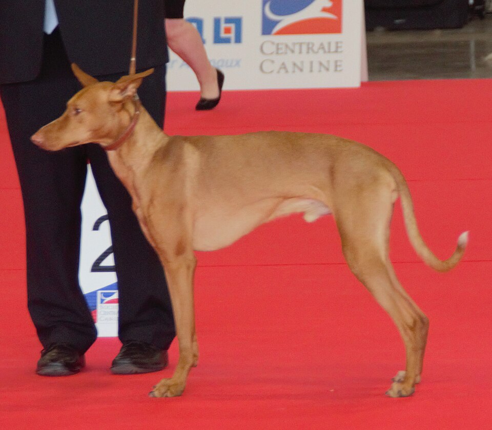 Podenco canario — photo de la race de chien originaire de Espagne (5)