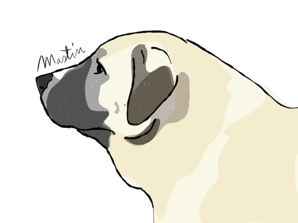 Mâtin espagnol — photo de la race de chien originaire de Espagne (3)