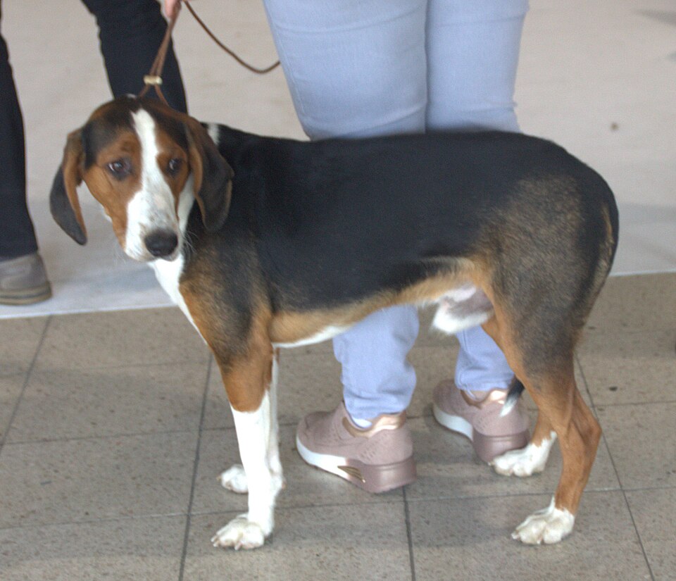 Brachet allemand — photo de la race de chien originaire de Allemagne (4)