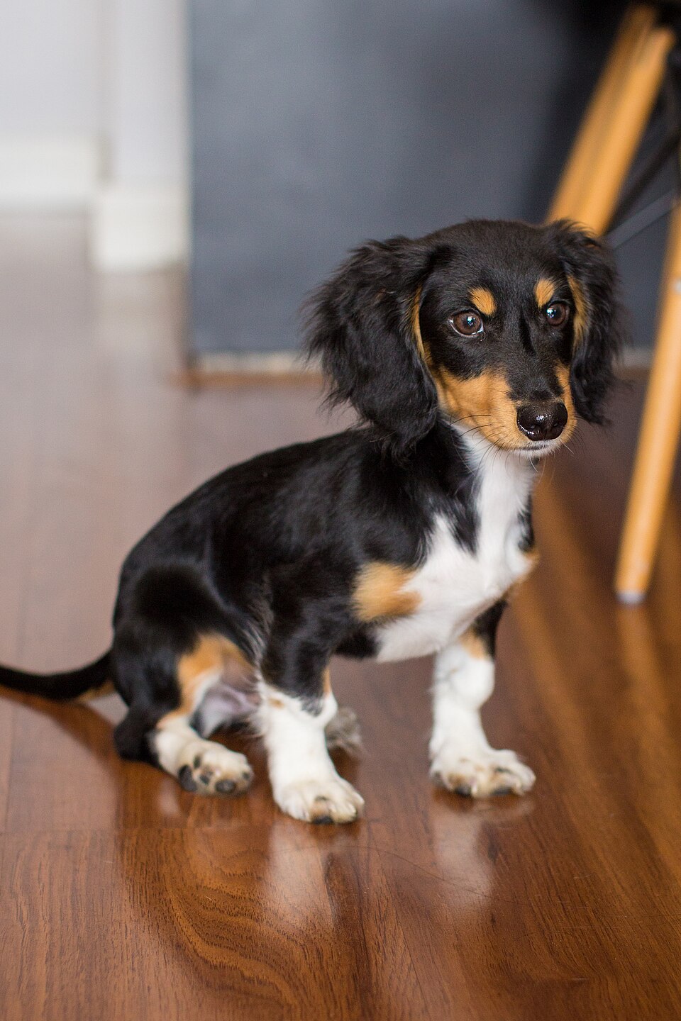 Teckel — photo de la race de chien originaire de Allemagne (6)