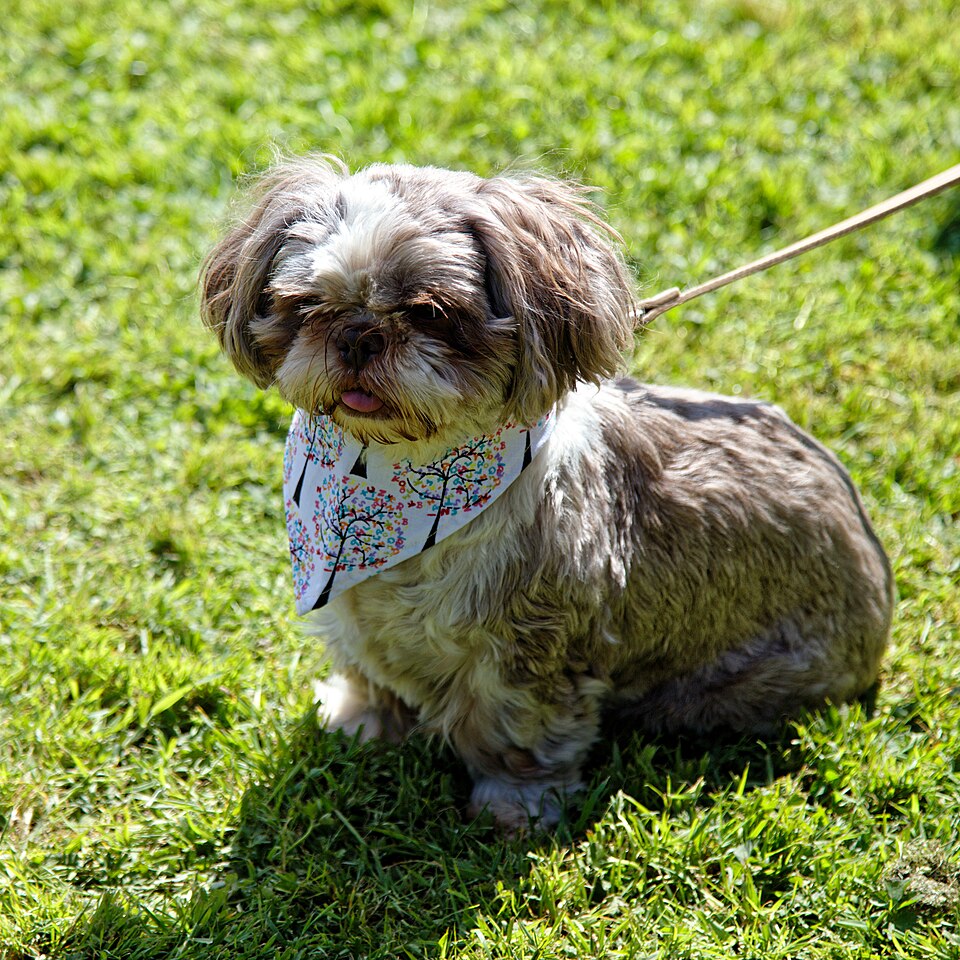 Shih Tzu — photo de la race de chien originaire de République populaire de Chine (6)
