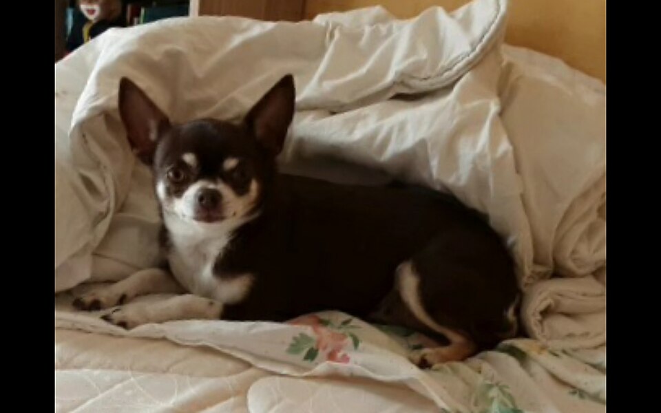Chihuahua — photo de la race de chien originaire de Mexique (2)