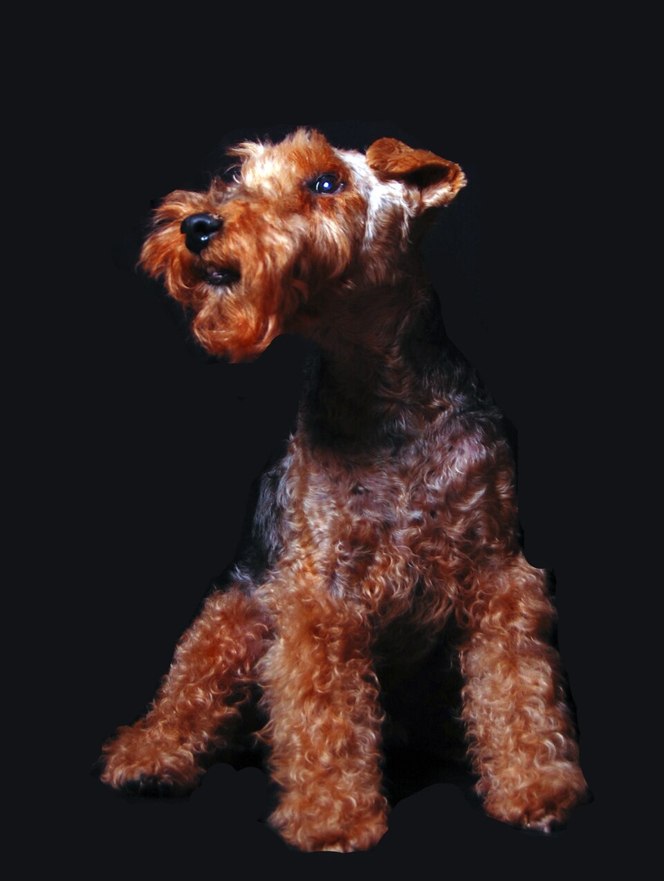 Welsh Terrier — photo de la race de chien originaire de pays de Galles (1)