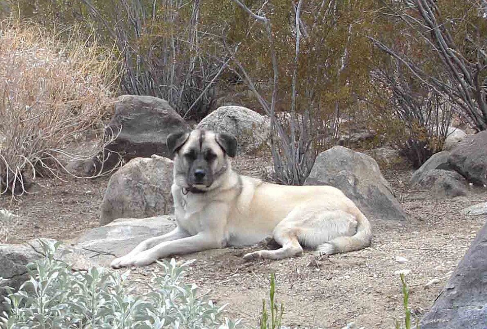 Berger d’Anatolie — photo de la race de chien originaire de Turquie (2)