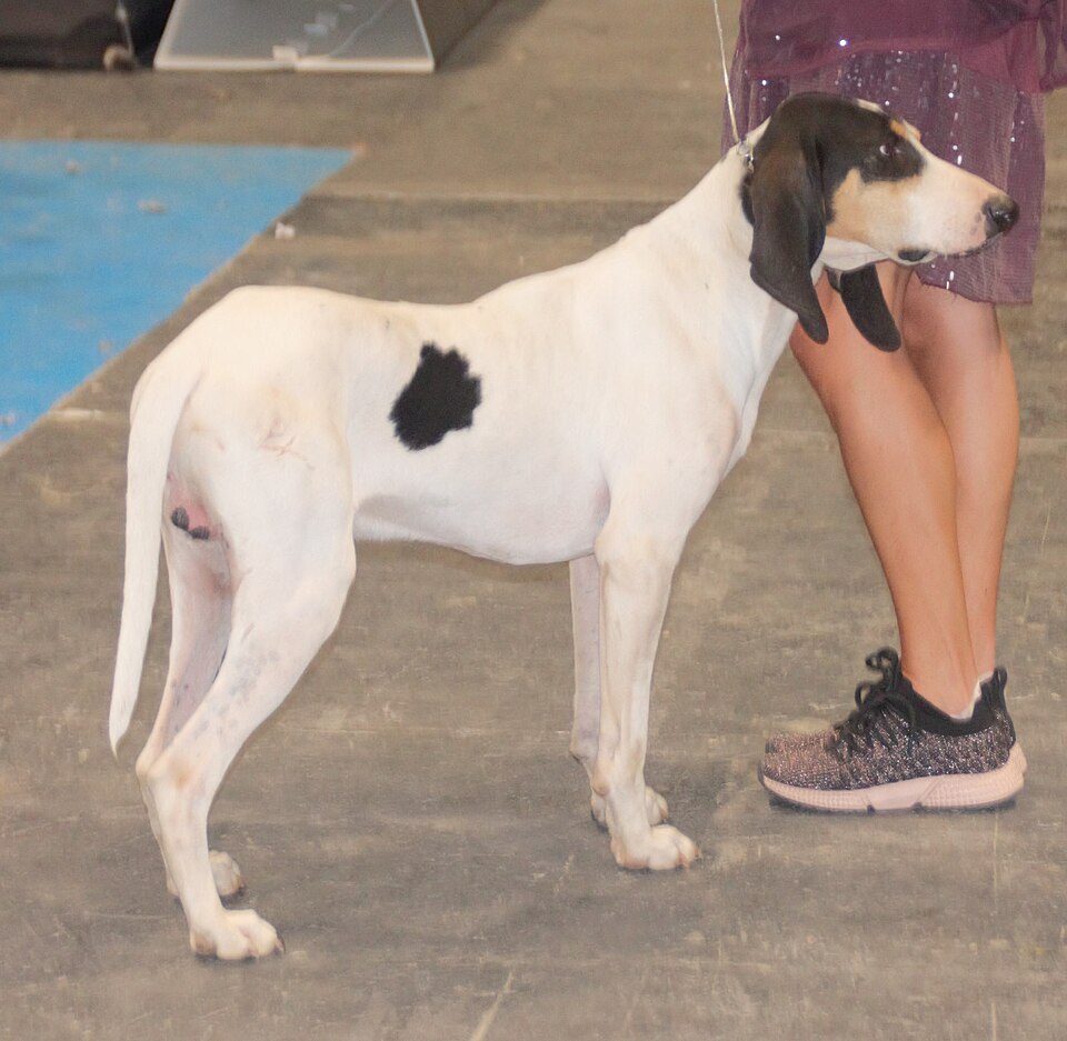 Ariégeois — photo de la race de chien originaire de France (2)
