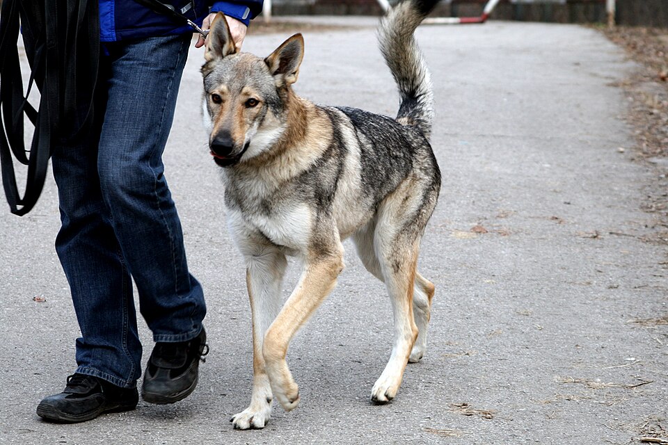 Chien-loup Tchèque — photo de la race de chien originaire de Tchécoslovaquie (3)