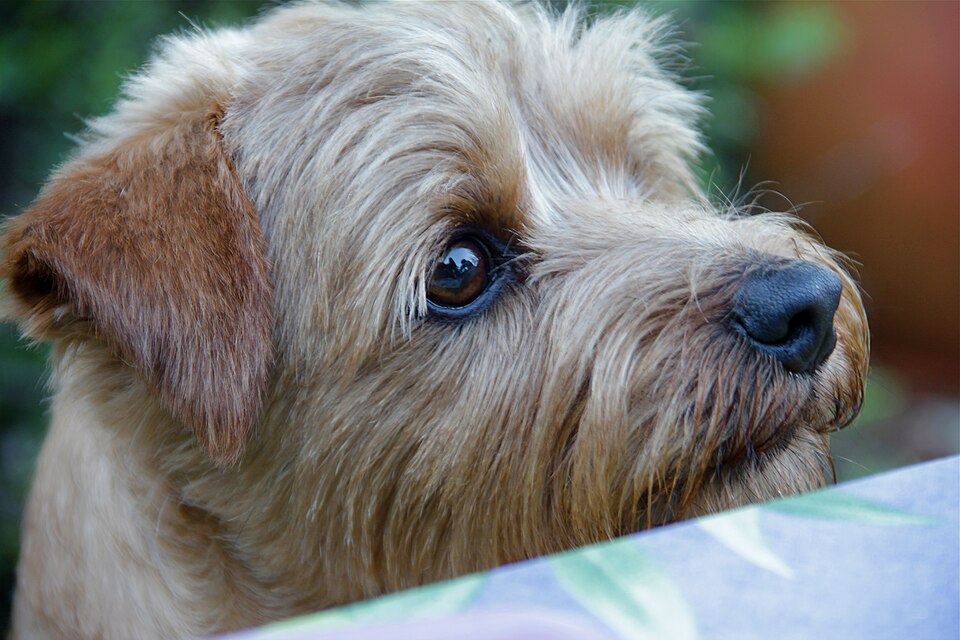 Norfolk Terrier — photo de la race de chien originaire de Royaume-Uni (6)