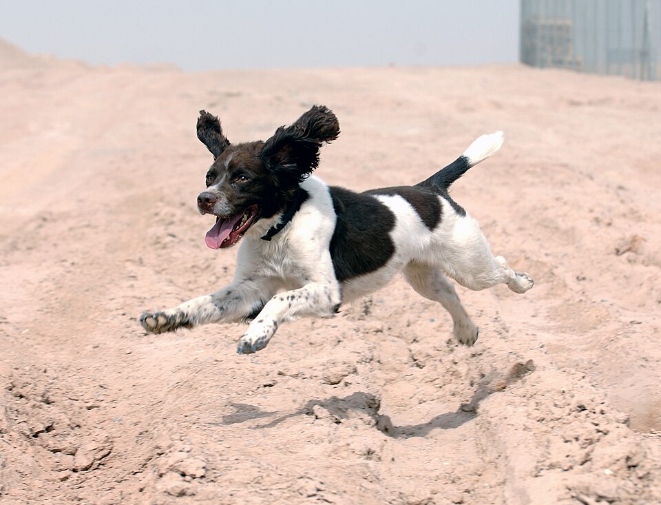 Springer anglais — photo de la race de chien originaire de Angleterre (4)