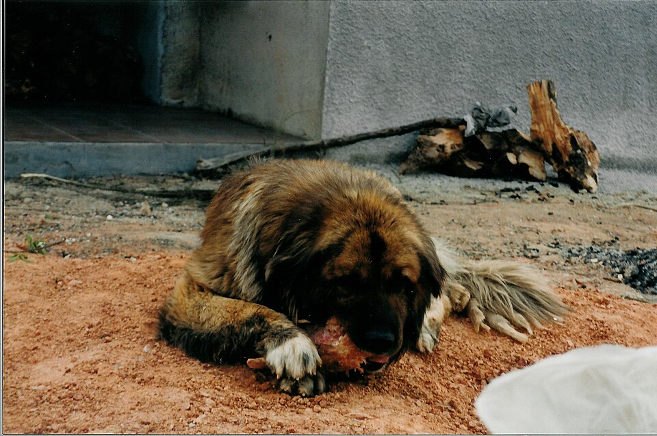 Chien de montagne portugais — photo de la race de chien originaire de Portugal (6)