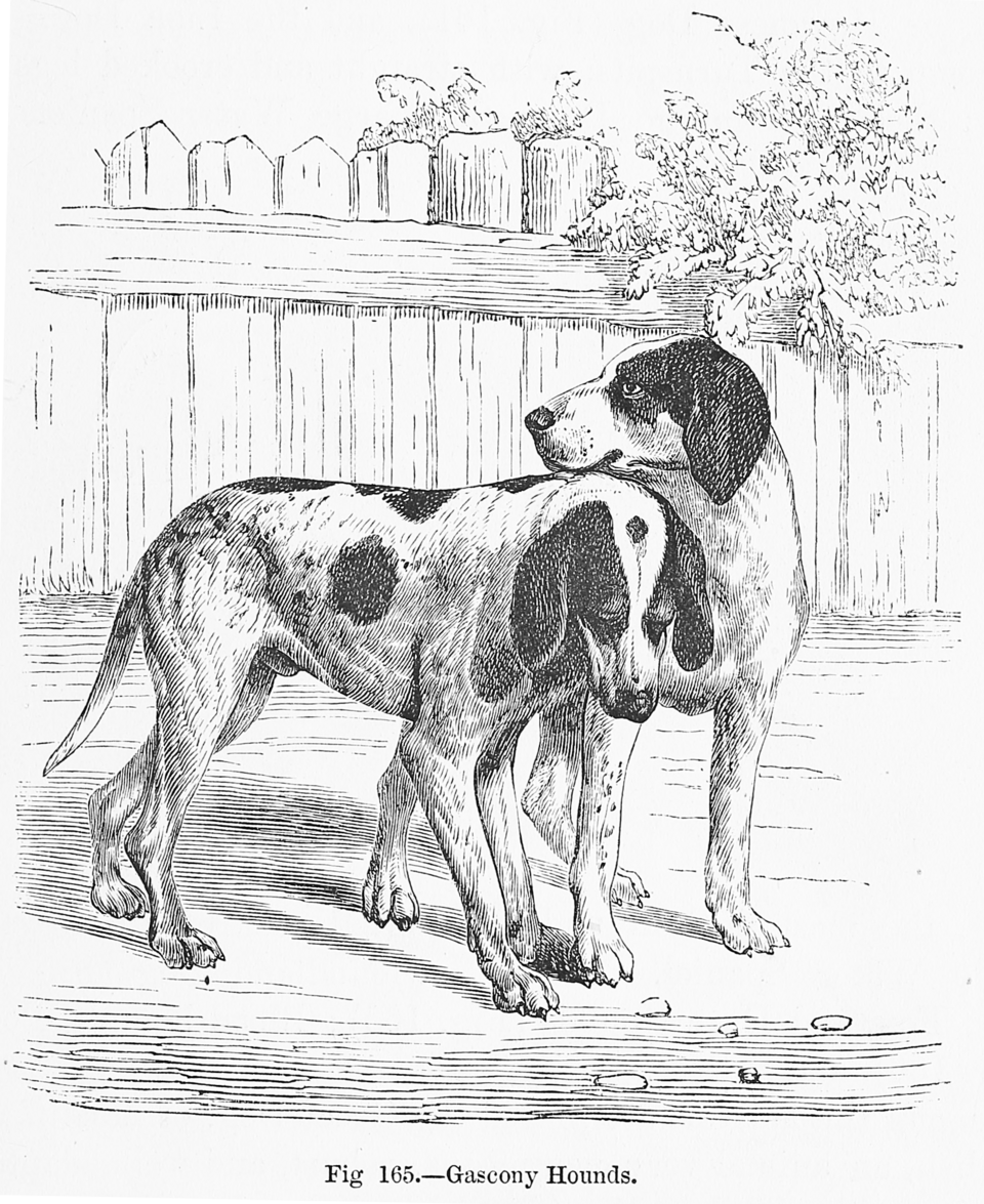 Grand bleu de Gascogne — photo de la race de chien originaire de France (4)