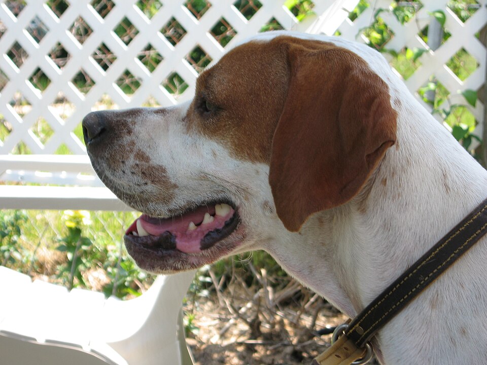 Pointer anglais — photo de la race de chien originaire de Angleterre (3)