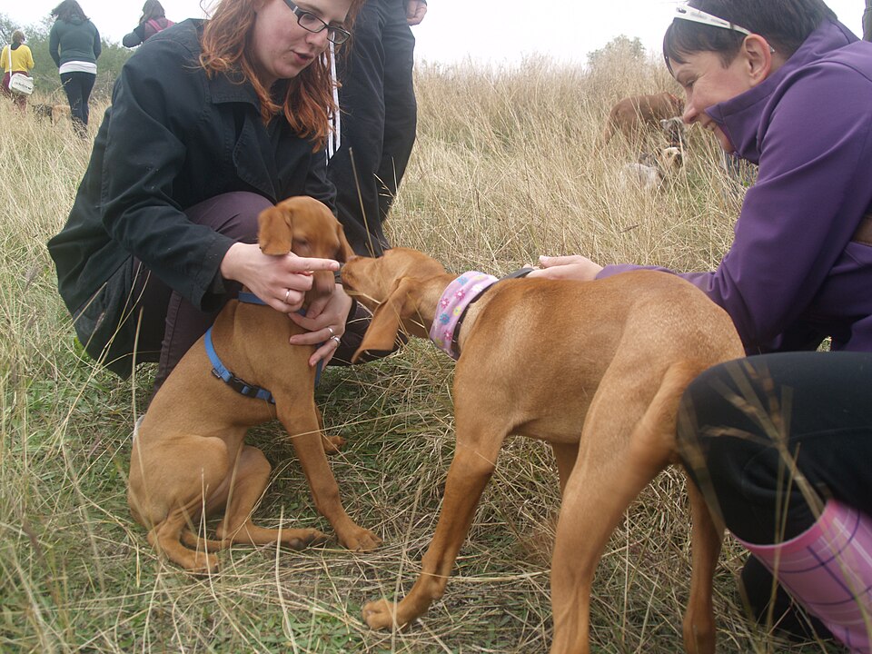Braque hongrois à poil court — photo de la race de chien originaire de Hongrie (5)
