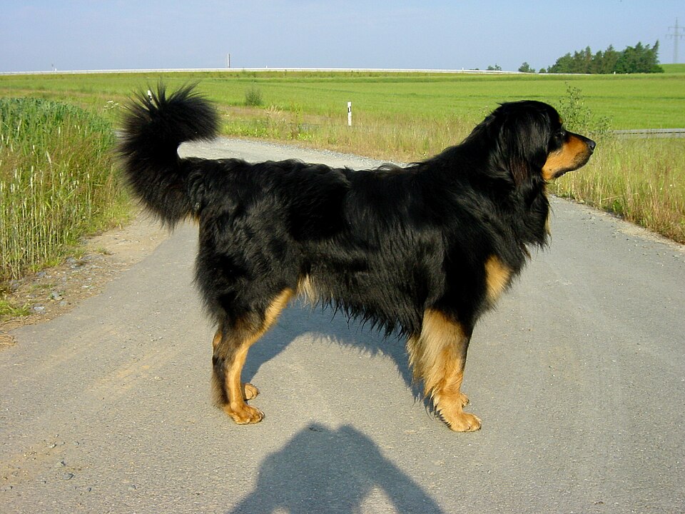 Hovawart — photo de la race de chien originaire de Allemagne (3)