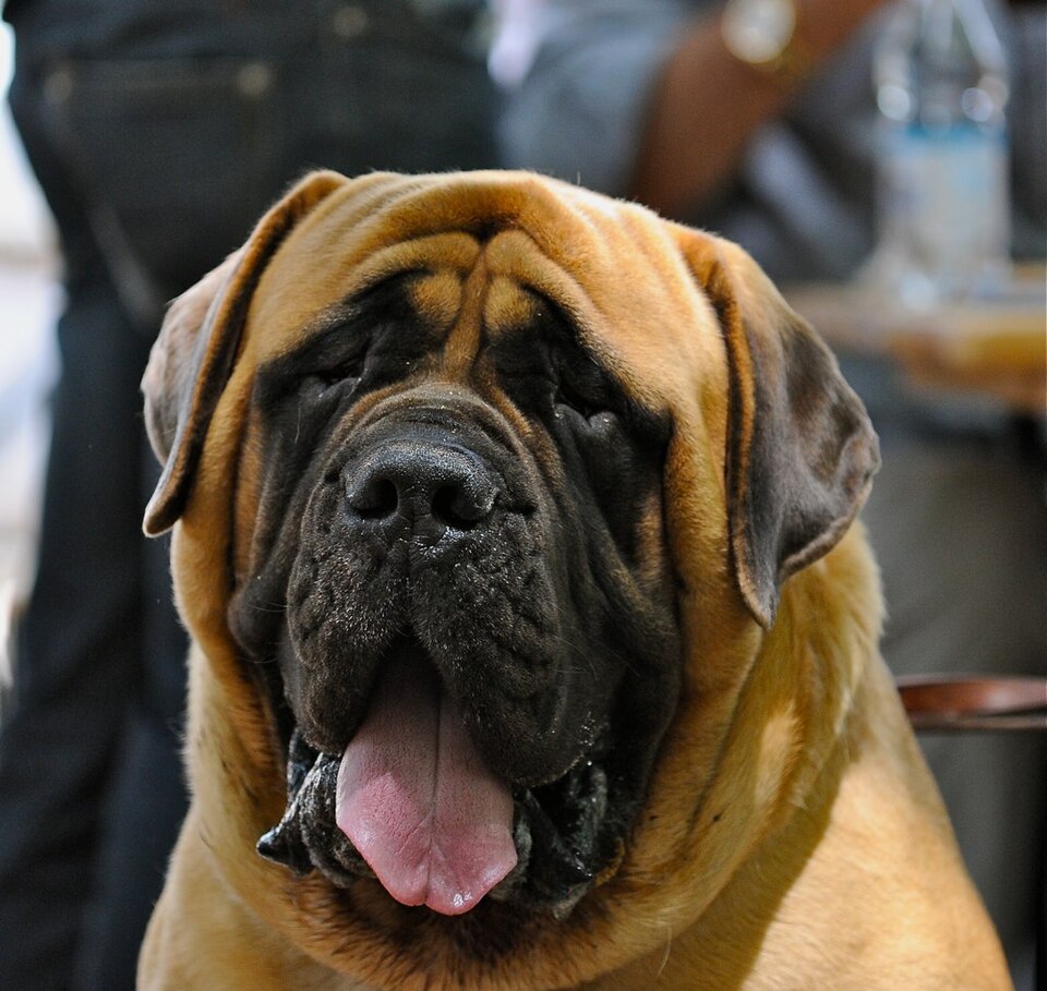 Mastiff — photo de la race de chien originaire de Angleterre (6)