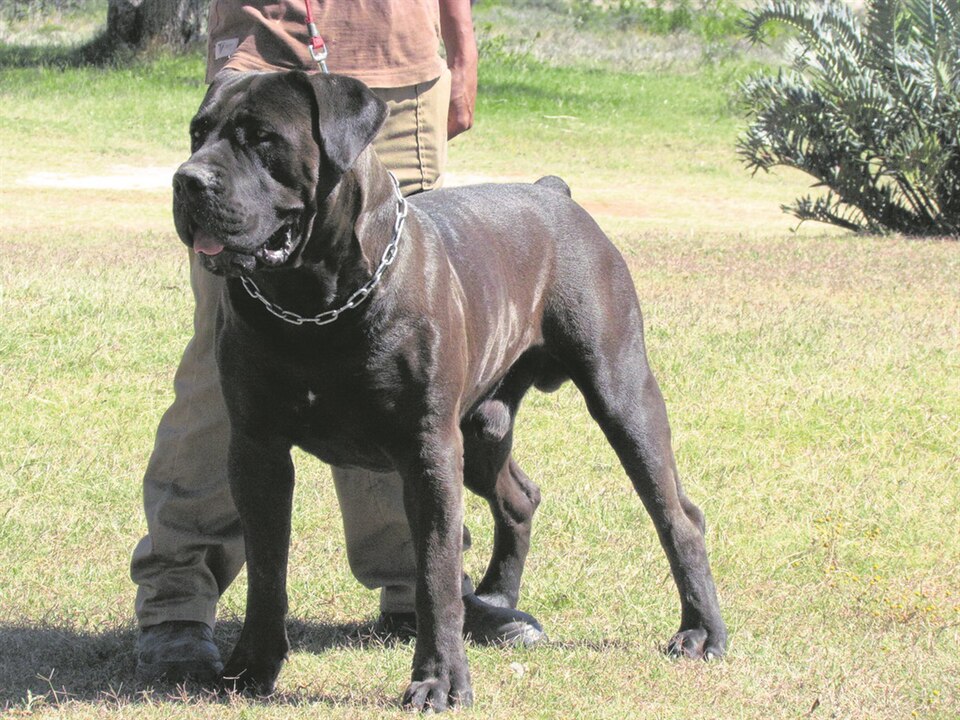 Boerbull — photo de la race de chien originaire de Afrique du Sud (2)