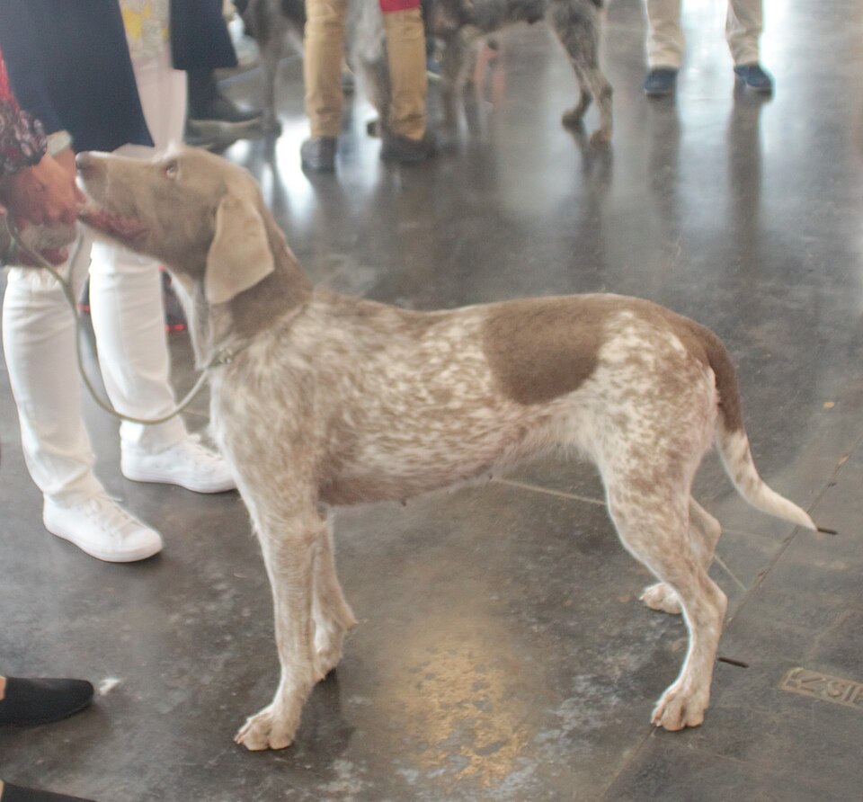 Braque slovaque à poil dur — photo de la race de chien originaire de Slovaquie (4)
