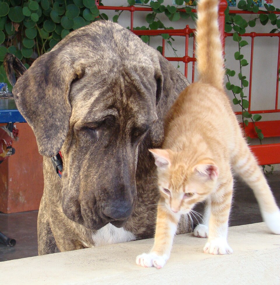 Fila Brasileiro — photo de la race de chien originaire de Brésil (1)