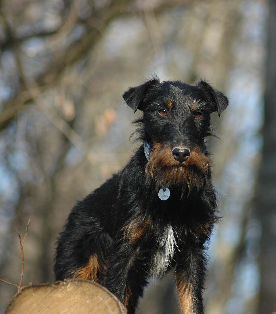 Jagdterrier — photo de la race de chien originaire de Allemagne (5)