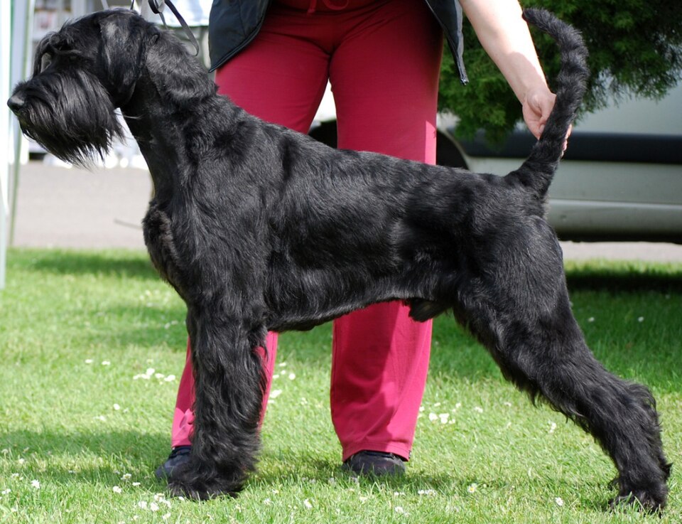 Schnauzer géant — photo de la race de chien originaire de Allemagne (6)