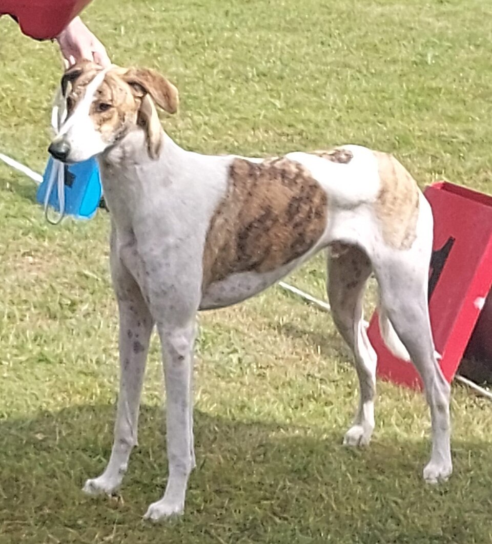 Lévrier hongrois — photo de la race de chien originaire de Hongrie (6)