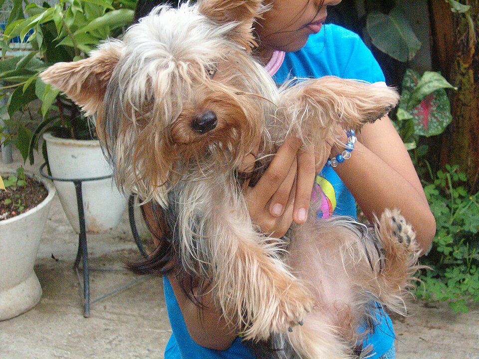Yorkshire terrier — photo de la race de chien originaire de Angleterre (4)