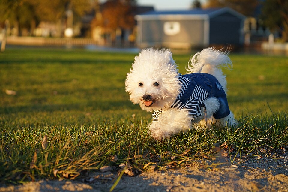Bichon à poil frisé — photo de la race de chien originaire de Italie Italie (2)