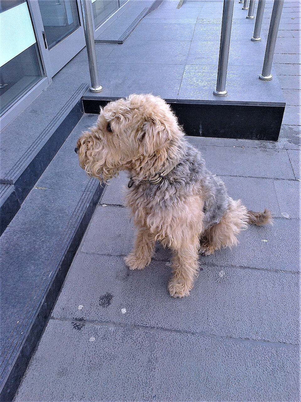 Schnauzer — photo de la race de chien (2)