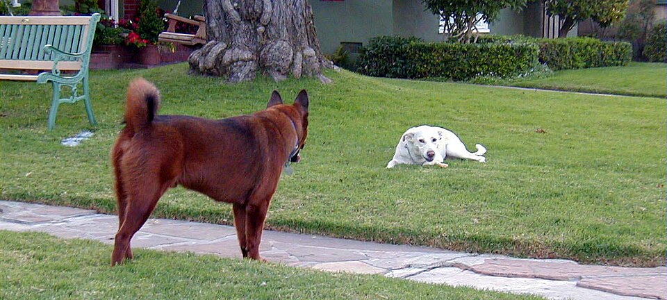 Kai — photo de la race de chien originaire de Japon (2)