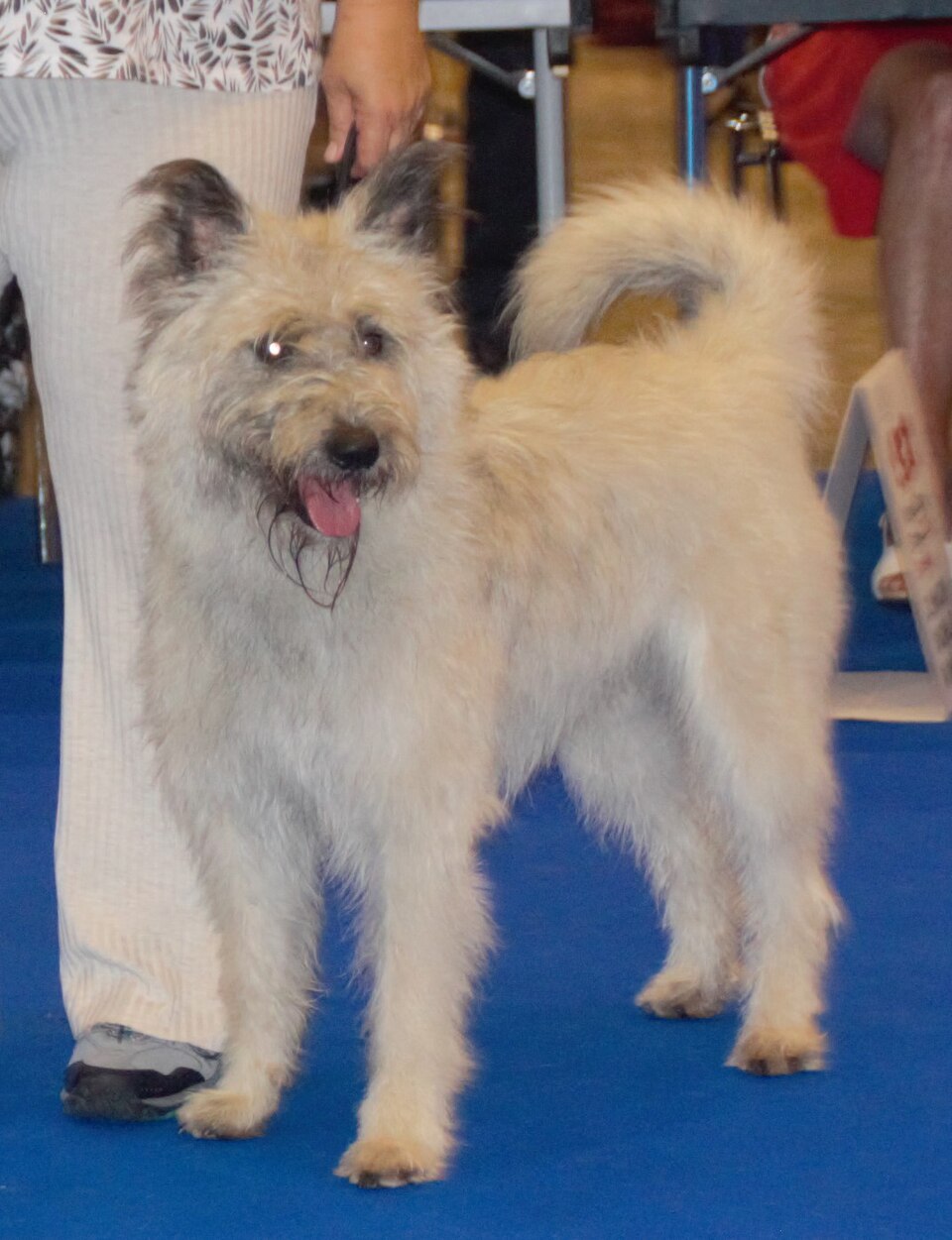 Bouvier des Ardennes — photo de la race de chien originaire de Belgique (6)