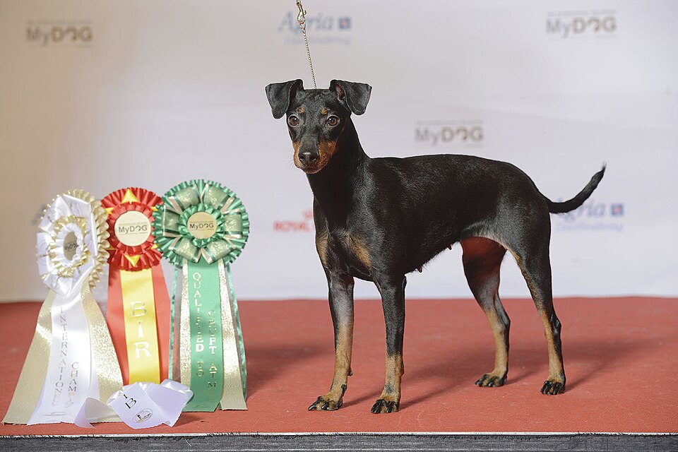 Manchester terrier — photo de la race de chien originaire de Angleterre (5)
