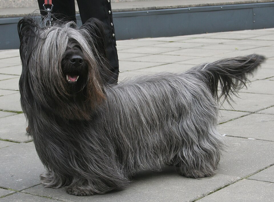 Skye Terrier — photo de la race de chien originaire de Écosse (5)