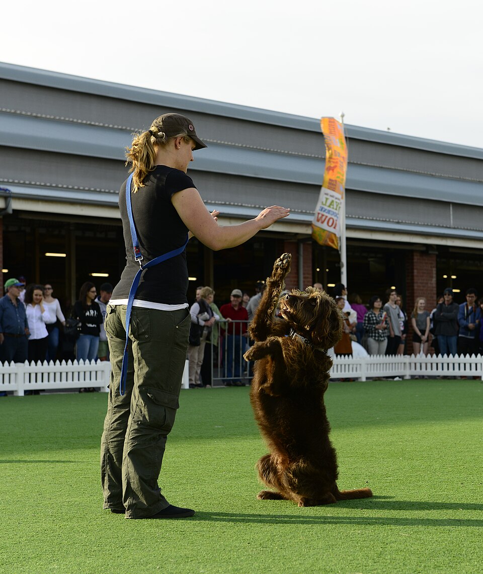 Labradoodle — photo de la race de chien originaire de Australie (3)