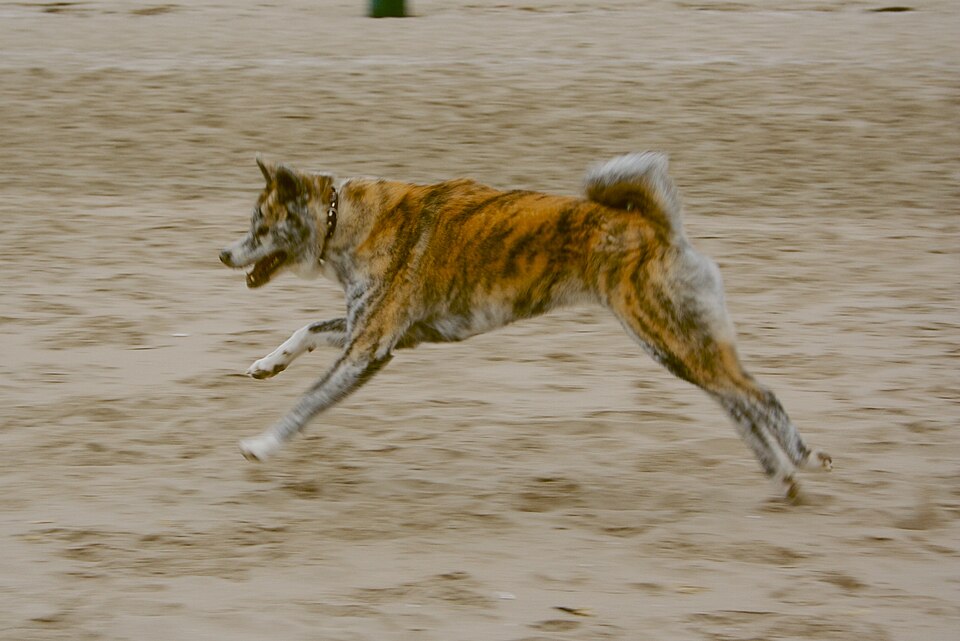 Akita inu — photo de la race de chien originaire de Japon (6)